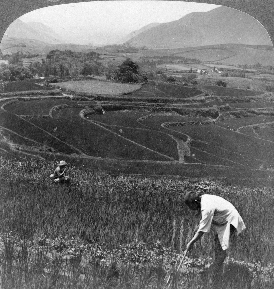 Fertile Rice Fields in the Old Crater of Aso-San, Japan