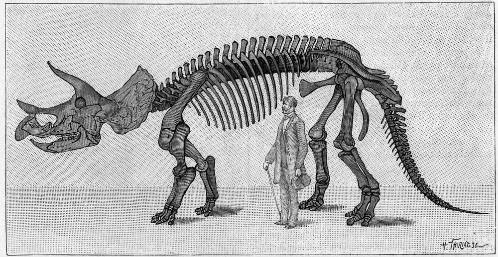 Dinosaur Skeleton: 