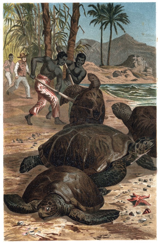 Green Sea Turtle (Chelonia mydas) - engraving from 'Brehm's Life of ...