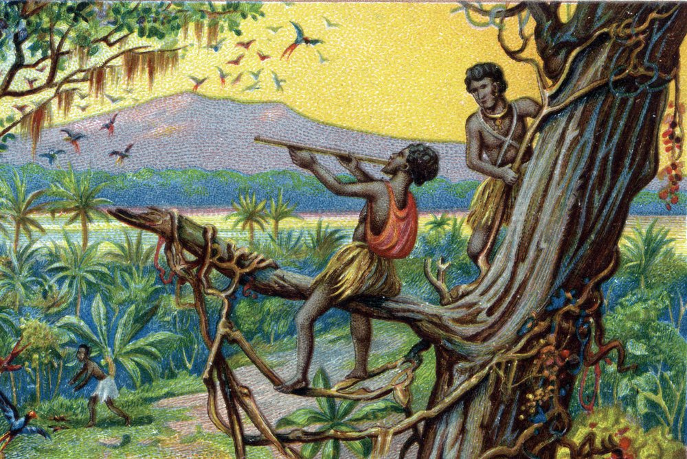 Hunting technique. Hunting hummingbirds in the Polynesian archipelago ...