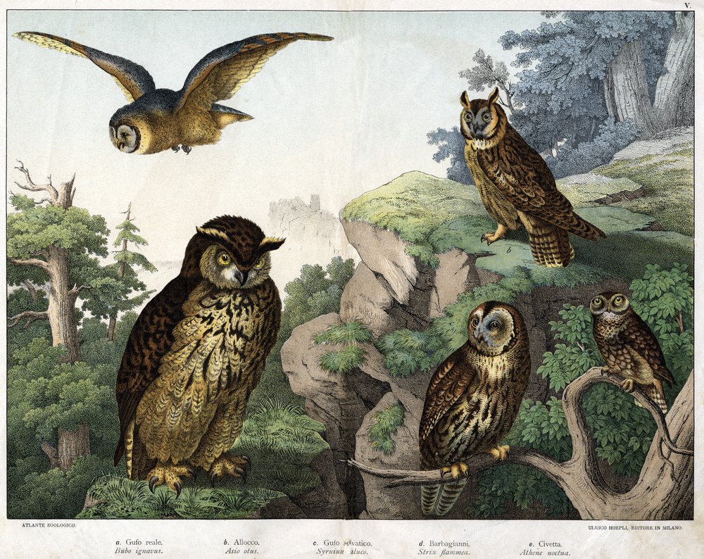 Golden Owl, Hulotte, Wild Owl, Owl, Owl - in 'Natural History of Birds'