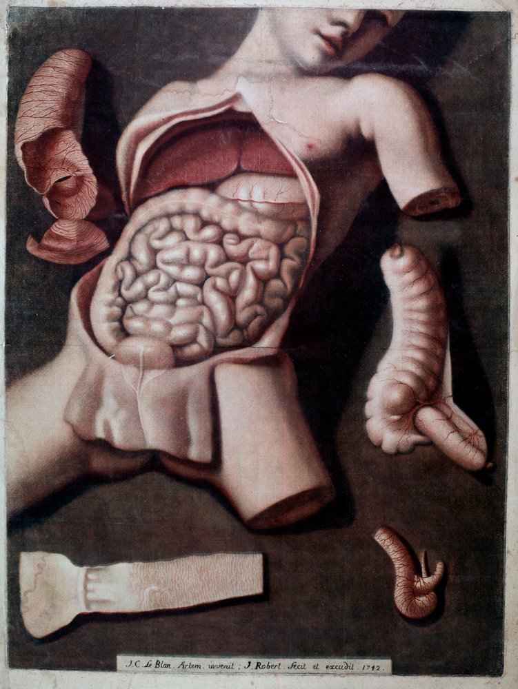 絵画 In my stomach Anatomical board representing the inside of a human being's