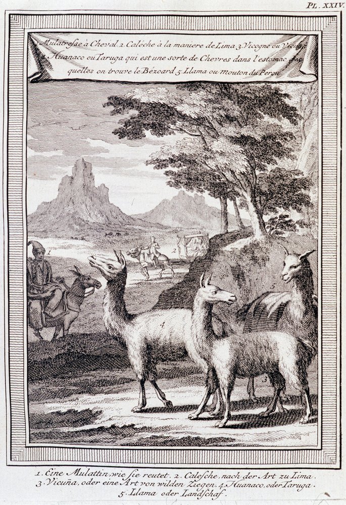 Unknown Artist /  La Chèvre 004