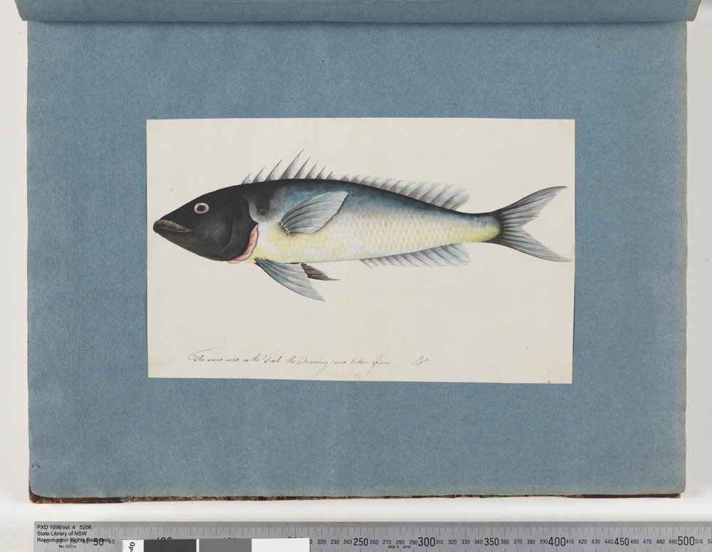 Page 17. Unidentified fish by Unknown artist
