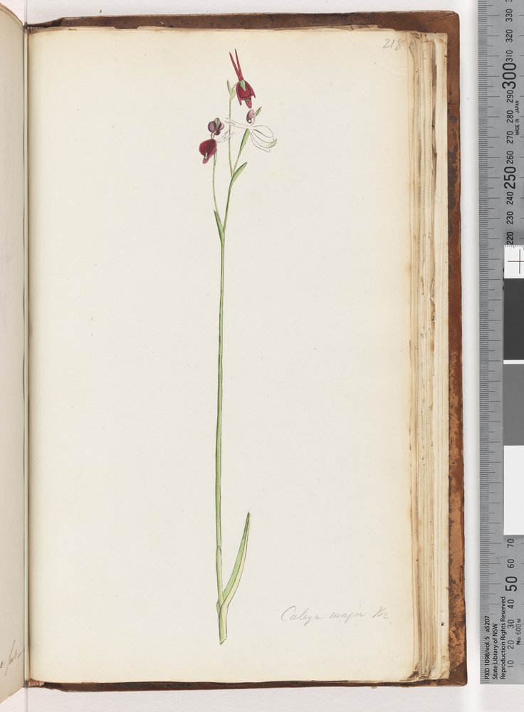 Page 218. Caleya major Br. Flying Duck Orchid by Unknown artist