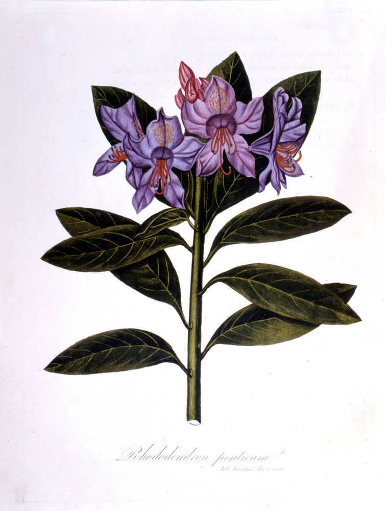 Rhododendron (Rhododendrum Pontium) by Unknown artist