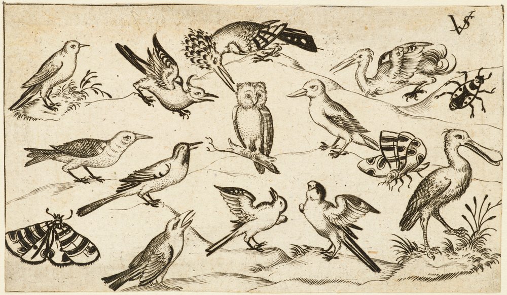 Twelve Types of Birds, Including an Owl and Pelican, Individually ...