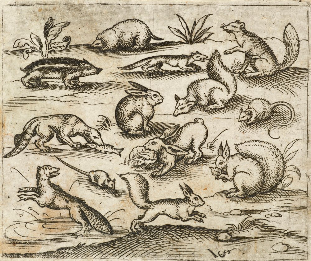 Group of Small Woodland Creatures Eating and Running Around a Pond ...