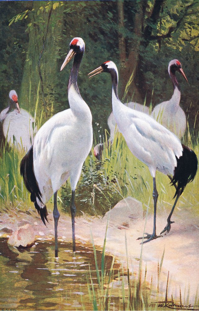 Manchurian Crane, from Wildlife of the World published by Frederick Warne & Co, c. 1900 by Wilhelm Kuhnert
