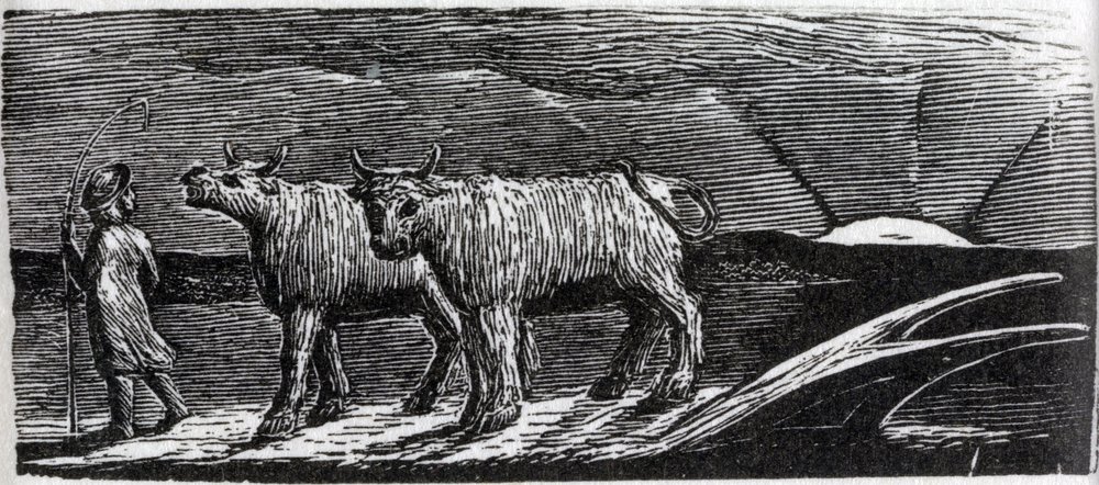 Unyoked Heifers Loitering Homeward, Illustration from Dr. Thornton
