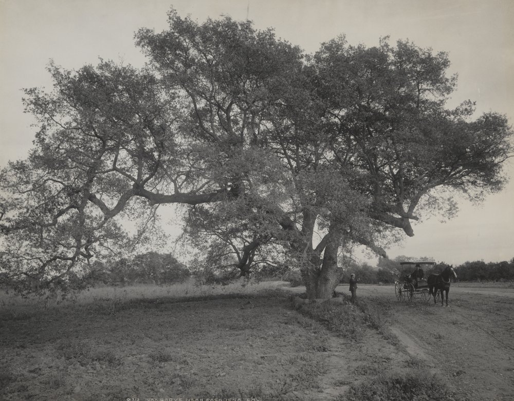 Oak Grove Near Pasadena, California by William Henry Jackson