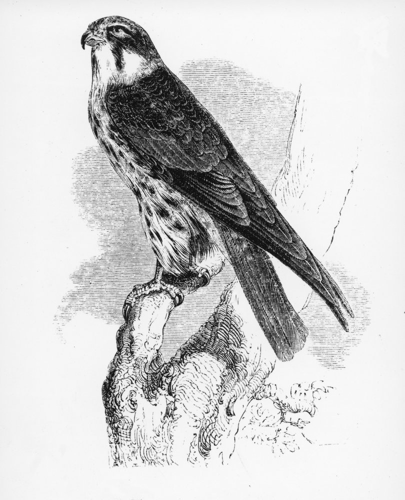 The Hobby, Illustration from 