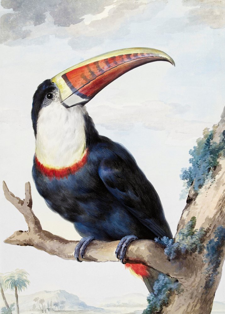 Red Billed Toucan by Aert Schouman