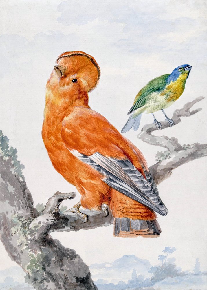 Two Exotic Birds by Aert Schouman