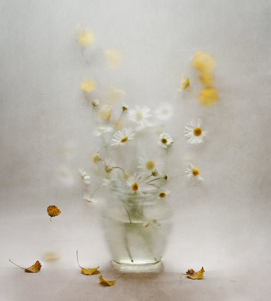 Dreamy Daisies and Leaves by Ala Pneuma