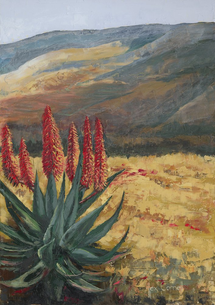 Red Aloe Desert Bloom by Alex Cornell