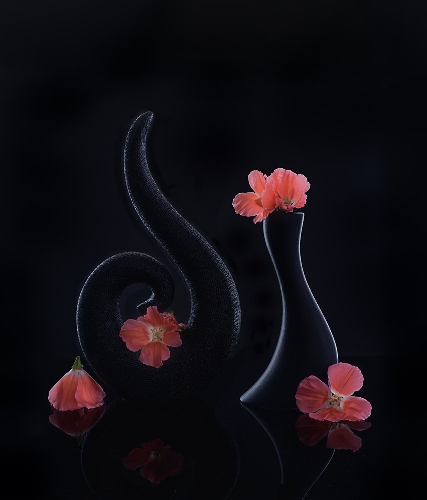 Coral Blooms on Black by Alice Sheng