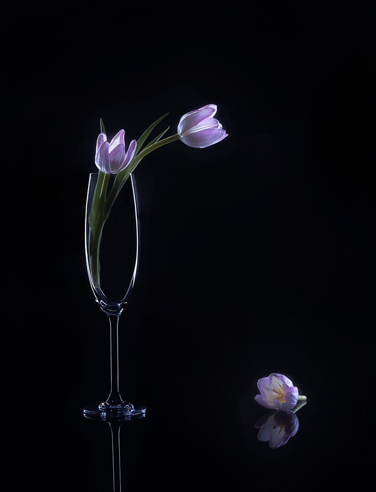 Elegant Purple Tulips by Alice Sheng