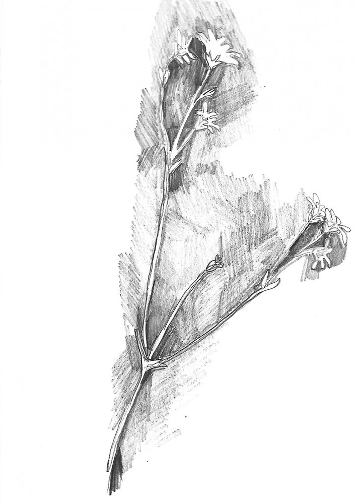 Delicate Botanical Sketch by Alice White: Fine art print