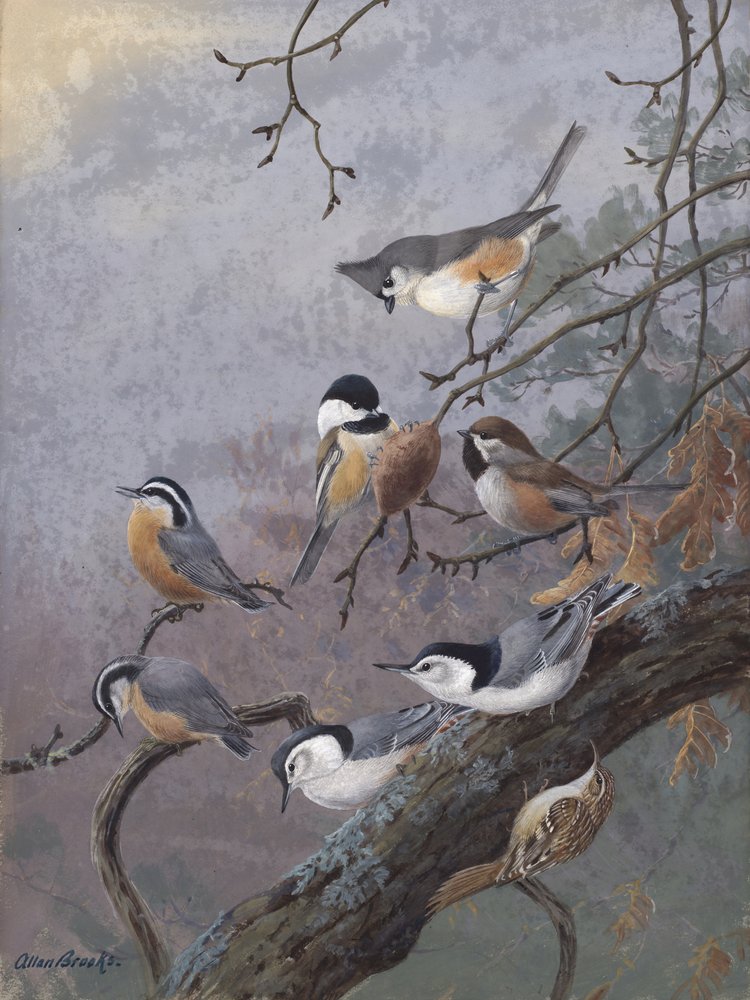 Bird Mix by Allan Brooks