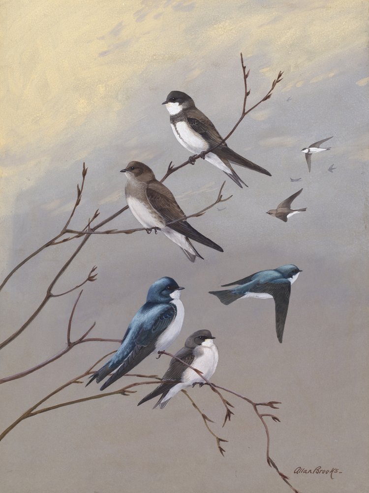 Swallow by Allan Brooks by Allan Brooks