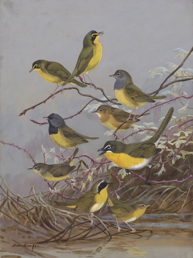 Warblers 003 by Allan Brooks by Allan Brooks