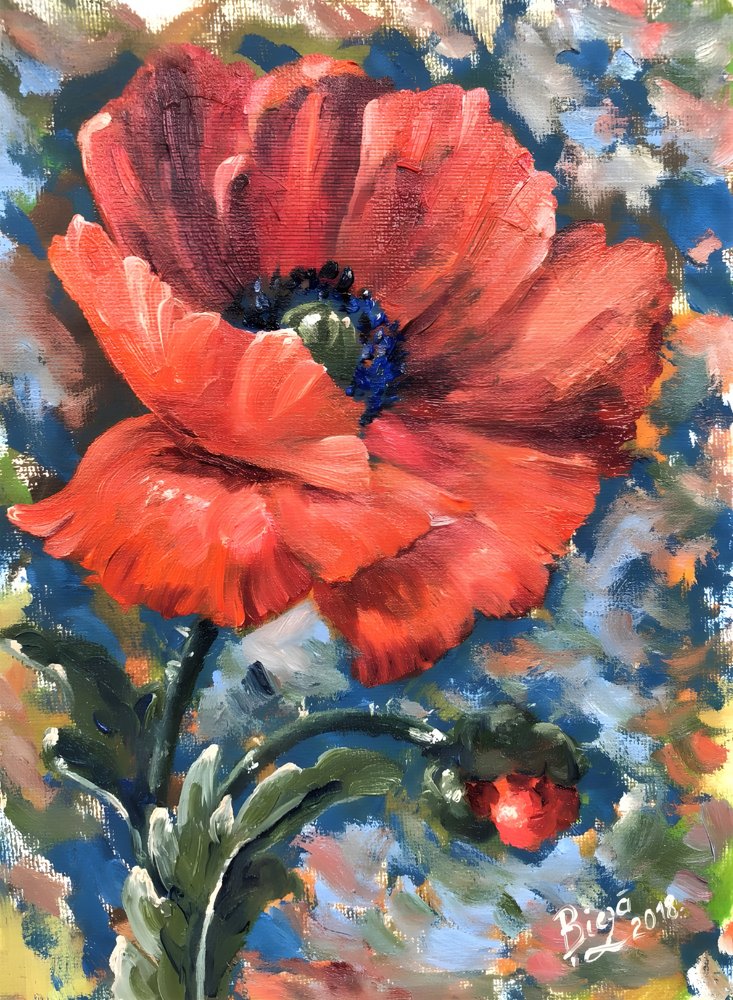 Vibrant Red Poppy by Anda Bieza