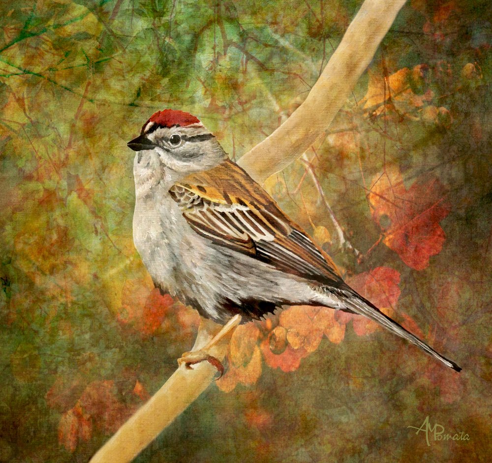 Chipping Sparrow Autumn Perch by Angeles M. Pomata