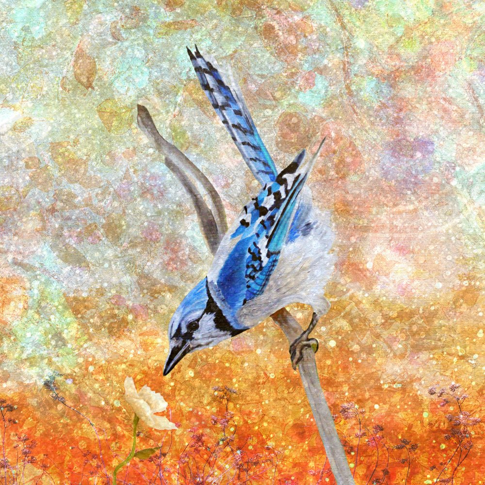 Curious Blue Jay by Angeles M. Pomata