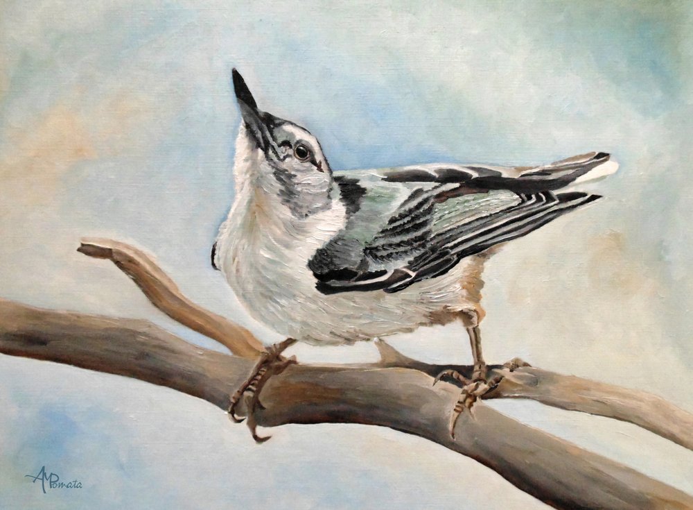 Nuthatch On Branch by Angeles M. Pomata
