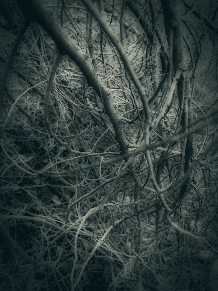 Dark Intertwined Branches by Angelo Cerantola