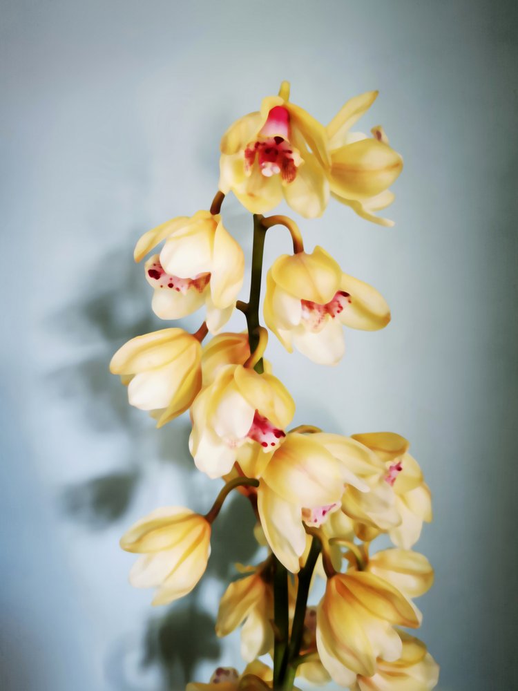 Elegant Yellow Orchids by Angelo Cerantola