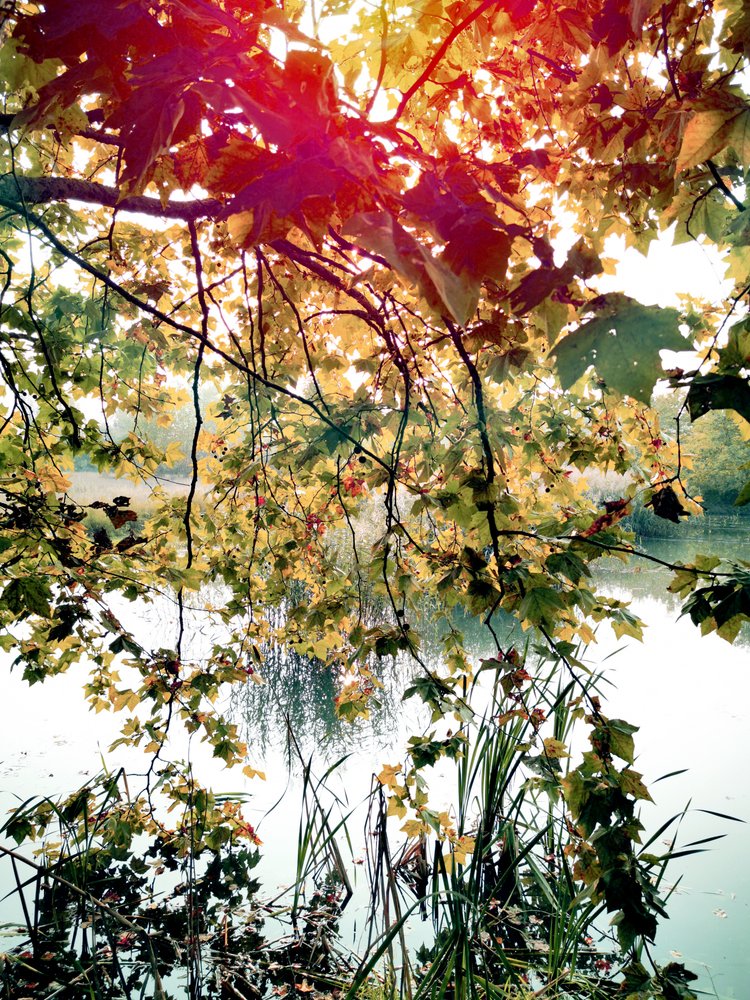 Golden Leaves Over Water by Angelo Cerantola