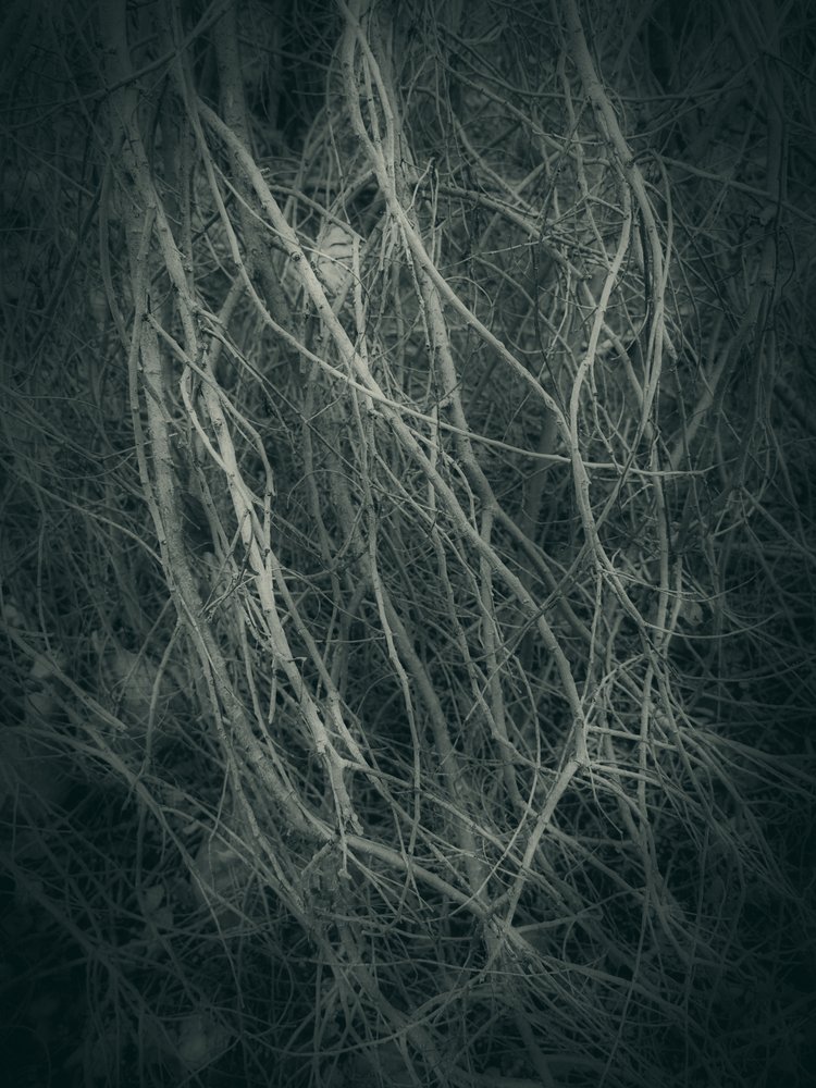 Mysterious Forest Tangle by Angelo Cerantola