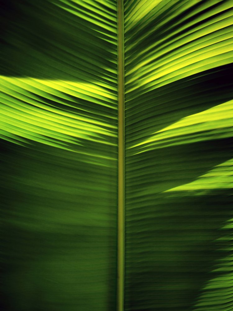 Tropical Leaf Patterns by Angelo Cerantola