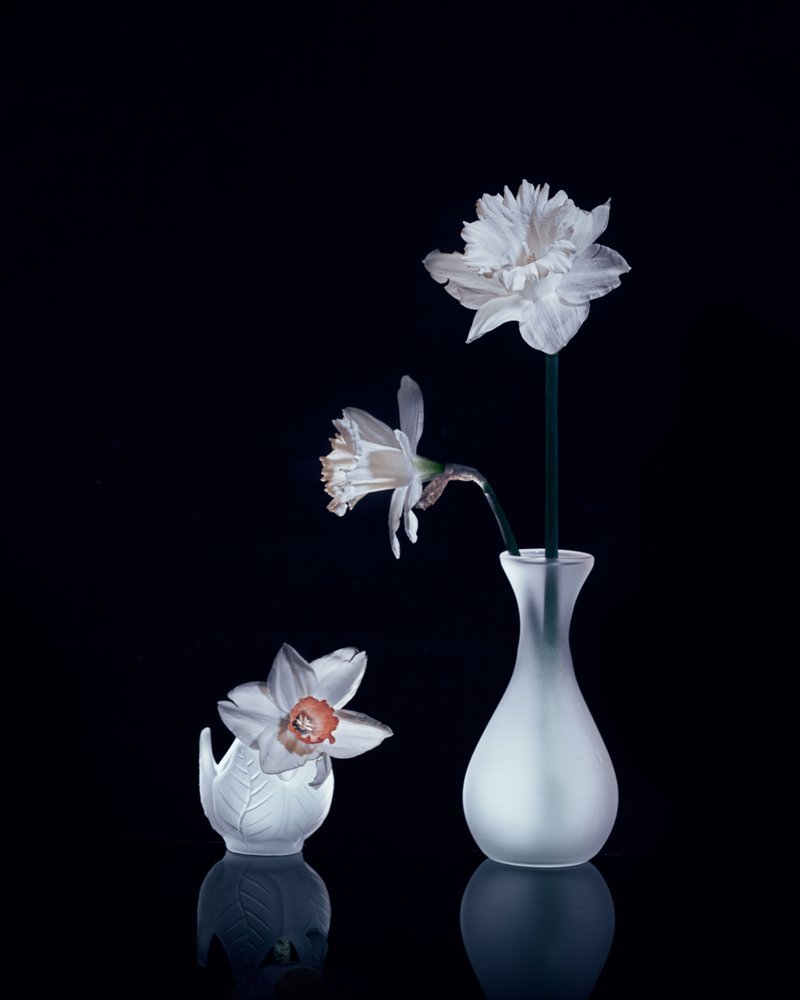 White Daffodils Still Life by Anna Qu