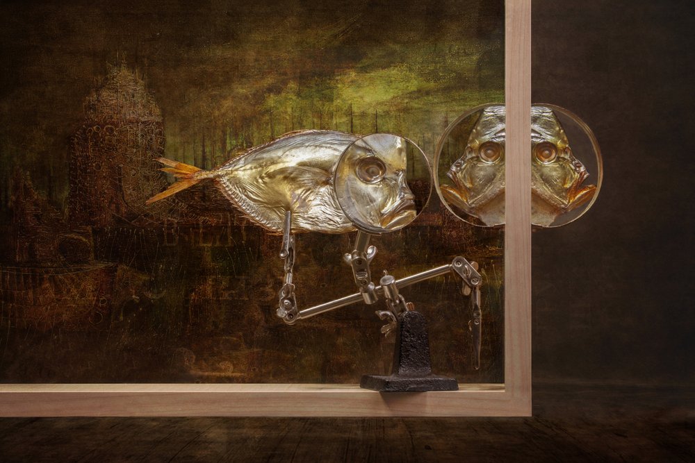 Curious Gaze Fish by Brig Barkow