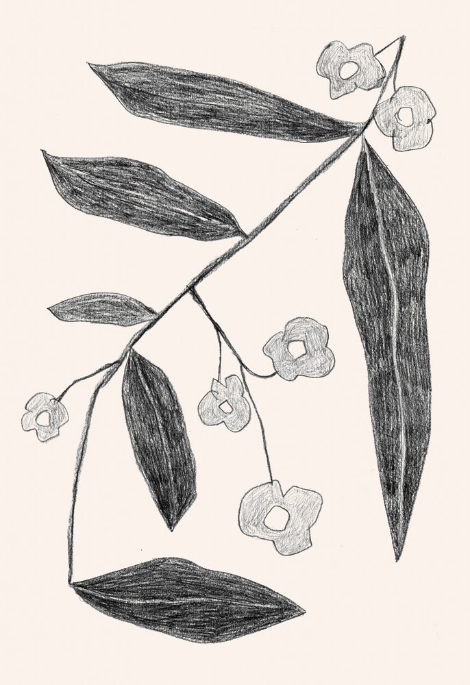 Botanical Branch Drawing by Catalina Somolinos