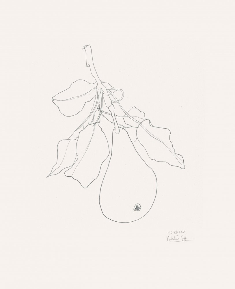 Delicate Pear Drawing by Catalina Somolinos
