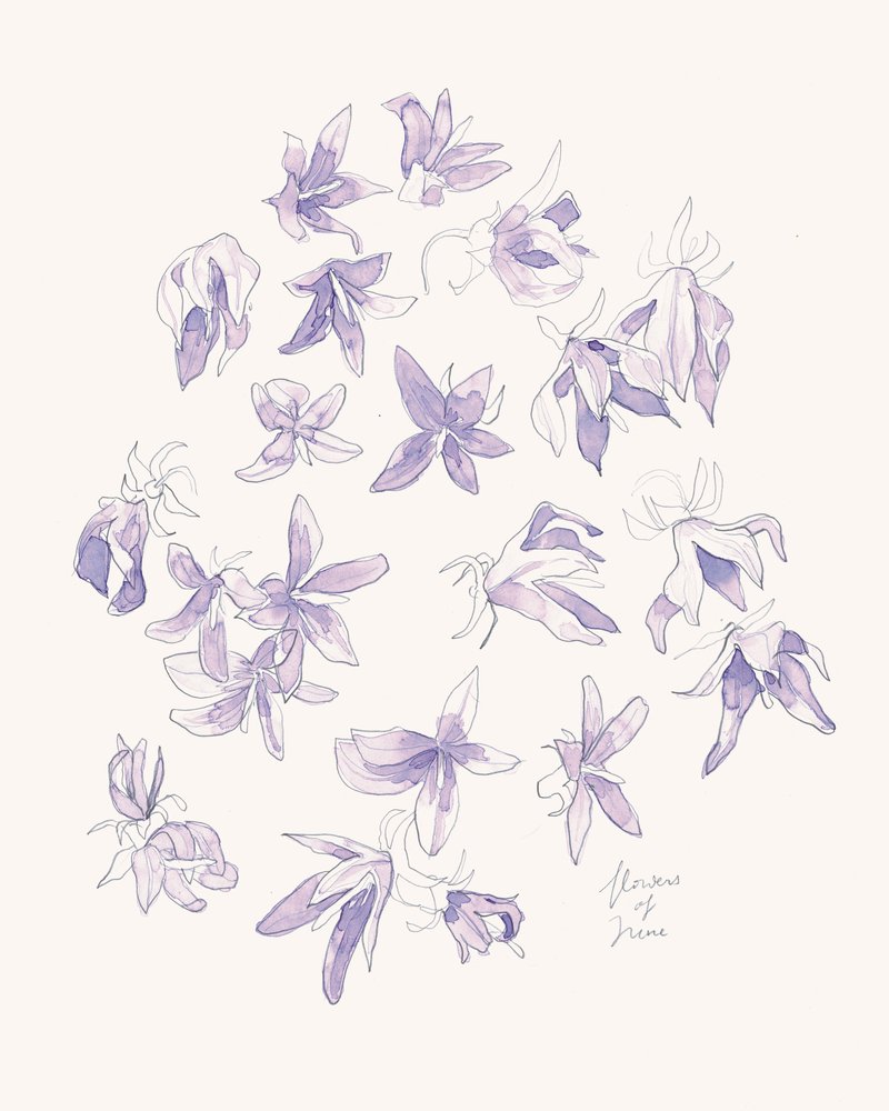 Delicate Purple Blooms by Catalina Somolinos