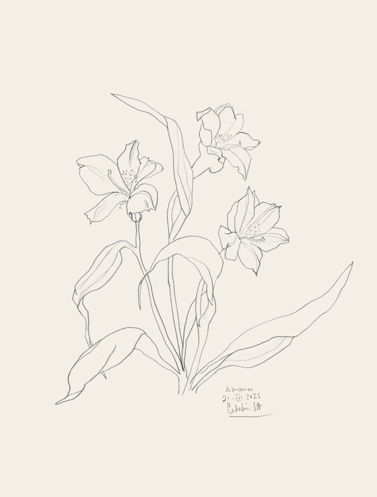 Elegant Floral Line Art by Catalina Somolinos