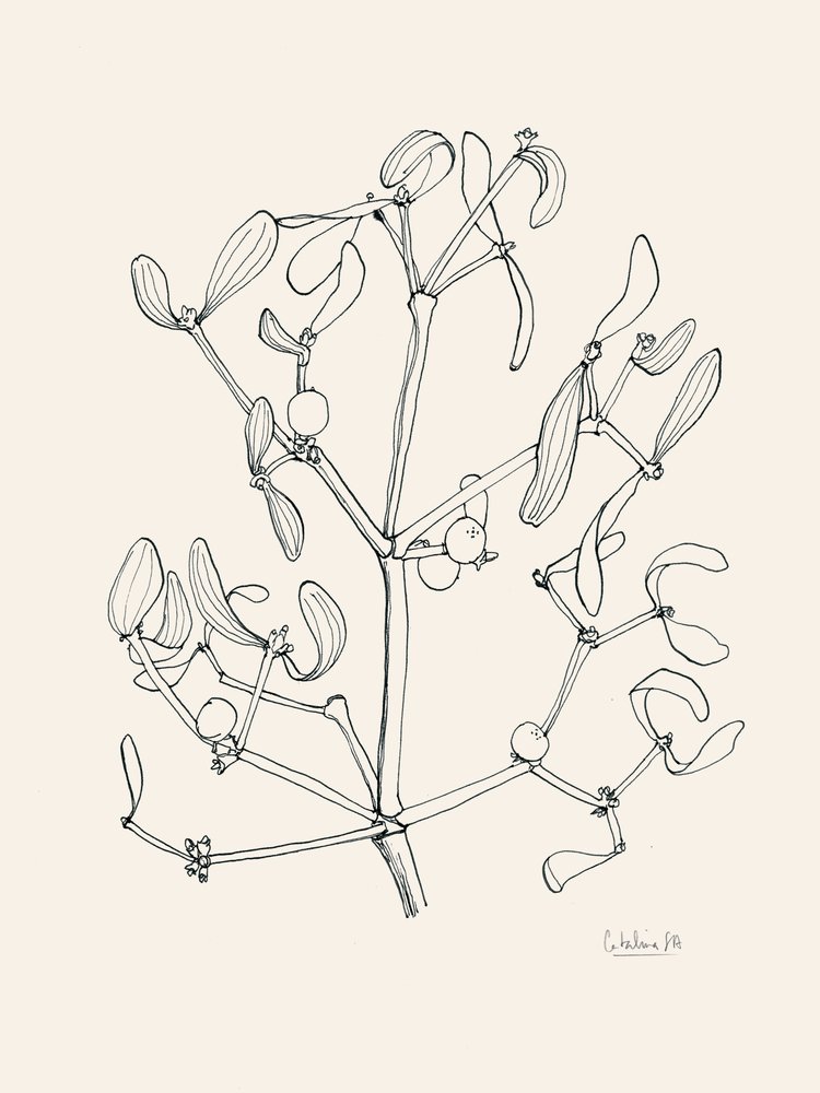 Holiday Mistletoe Line Art by Catalina Somolinos