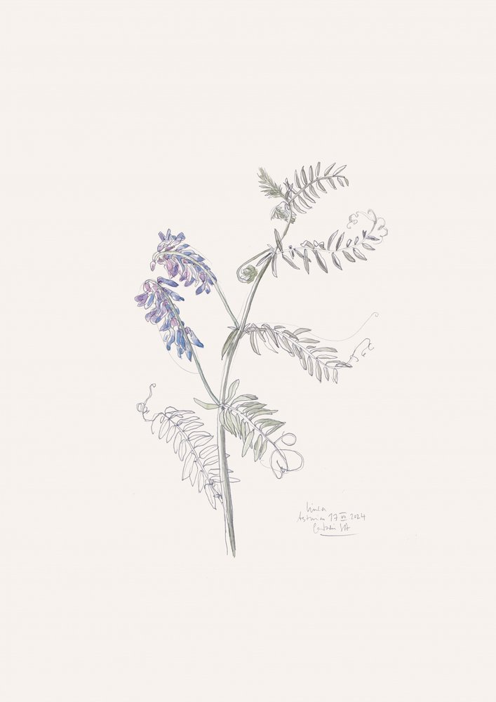 Purple Vetch Drawing by Catalina Somolinos