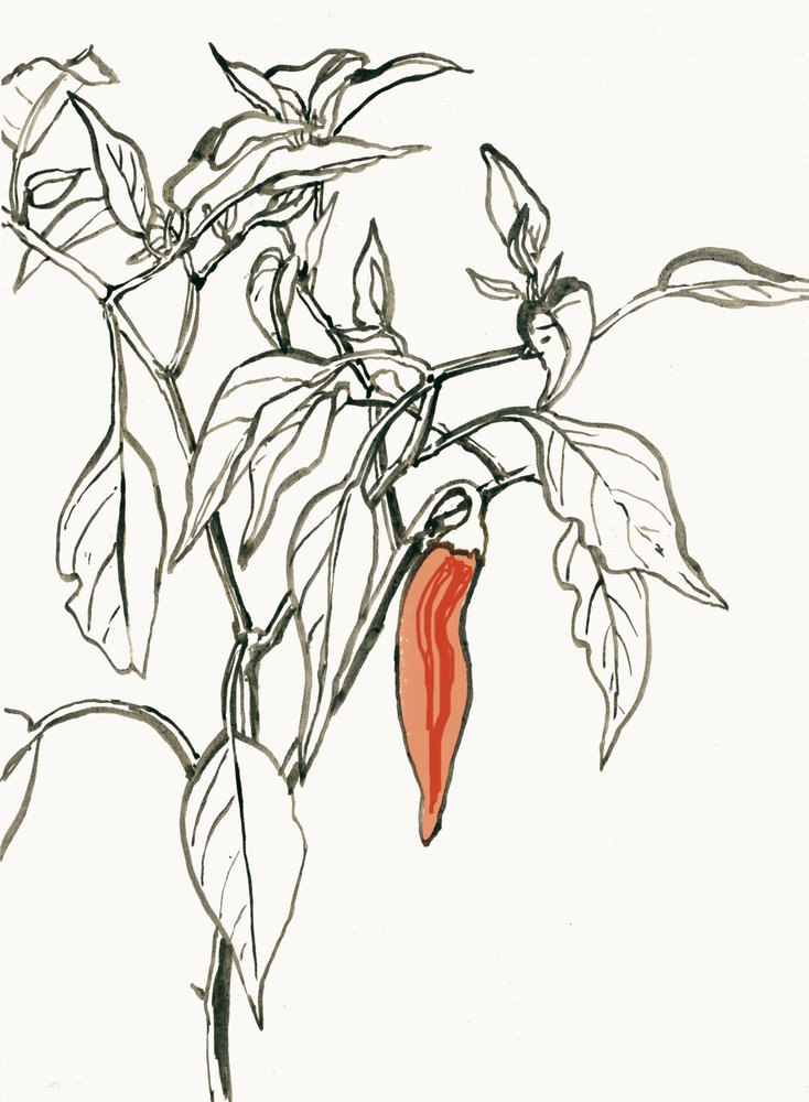 Vibrant Chili Drawing by Catalina Somolinos