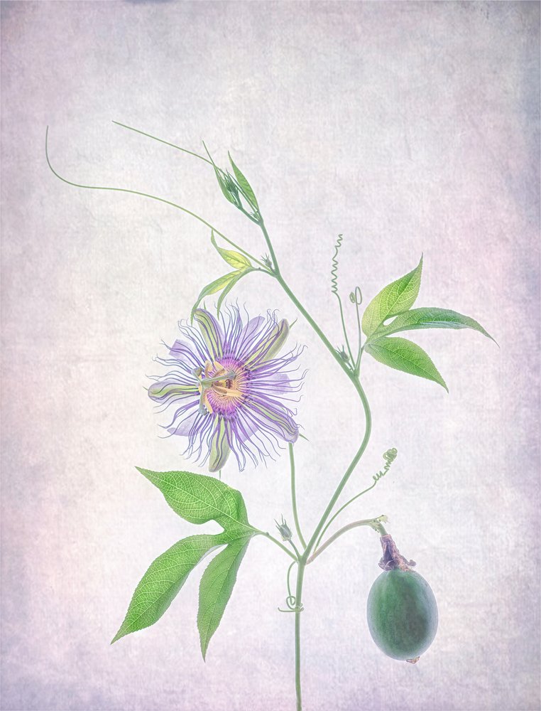 Vibrant Passion Flower by Catherine Wang