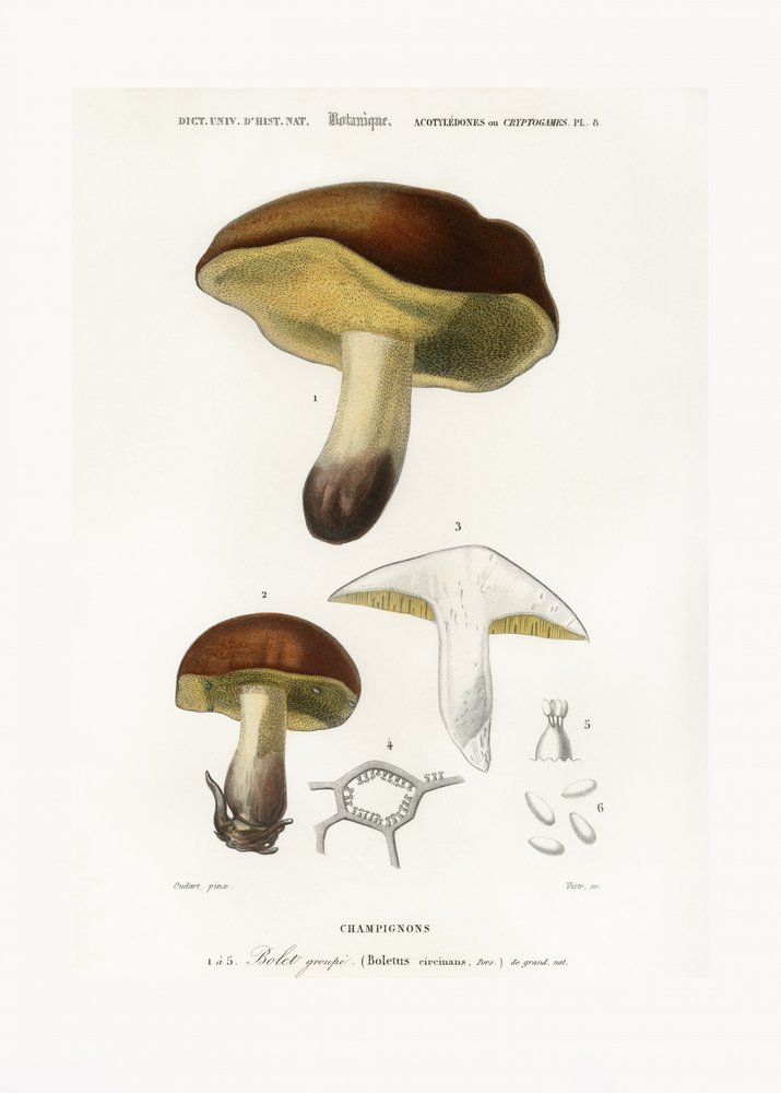 Mushroom (Boletus Circinans) by Charles Dessalines D