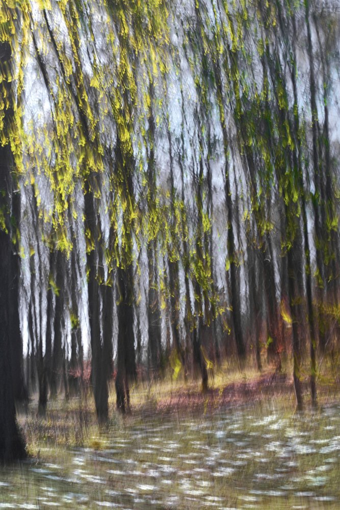 Abstract Forest Light by Christina Sillen