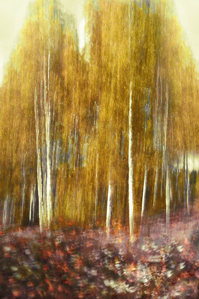 Abstract Golden Forest by Christina Sillen