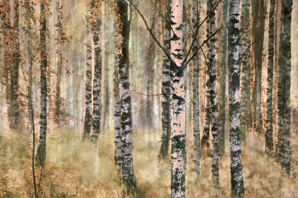 Autumn Birch Forest by Christina Sillen