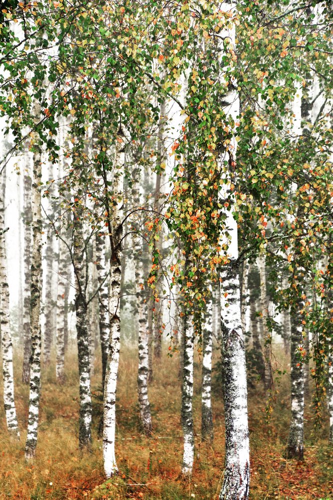 Autumn Birch Forest by Christina Sillen